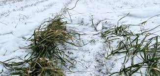 Rusya'da don, dört bölgede tarım ürünlerini vurdu 