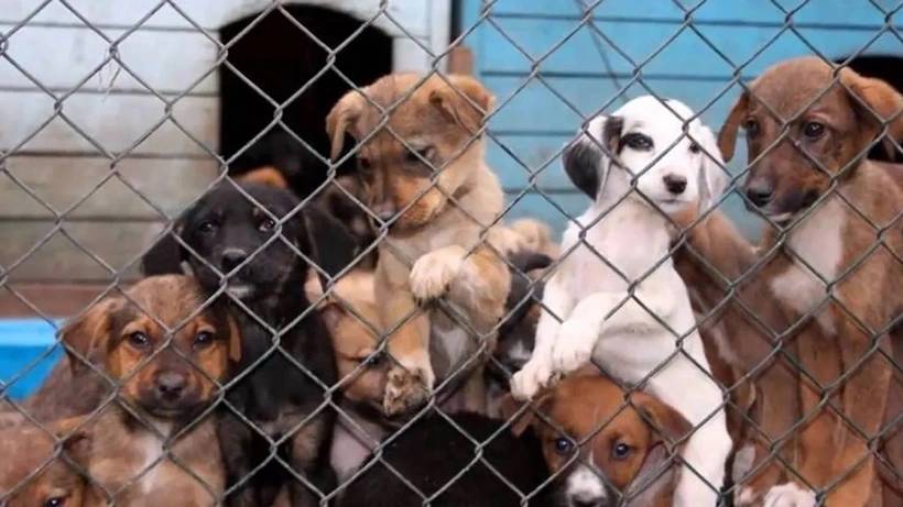 Sokak hayvanları için Rusya'da anayasa mahkemesi kararı